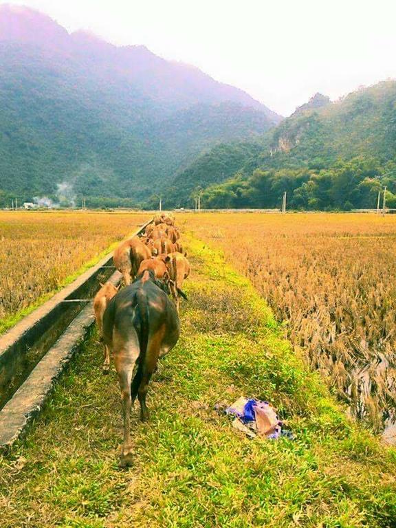 Hao Homestay Mai Châu Dış mekan fotoğraf